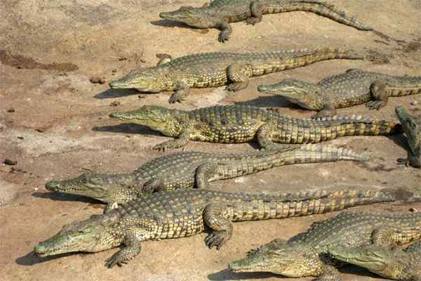 Aligator vs. Krokodyl