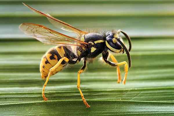 Lebah vs. WASP