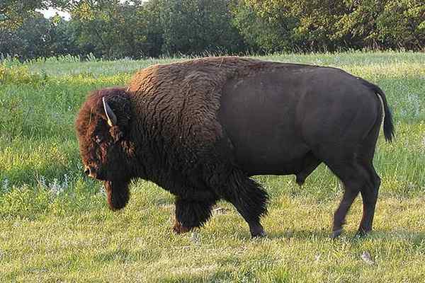 Bison vs. Buffle