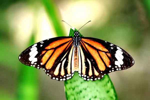 Papillon VS. Papillon