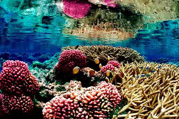 Korallen vs. Schwämme