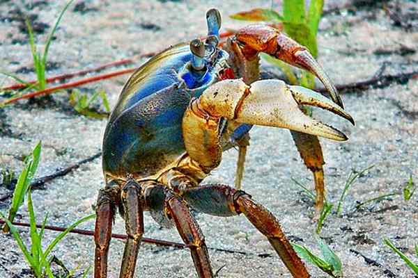 Crabe vs. Homard