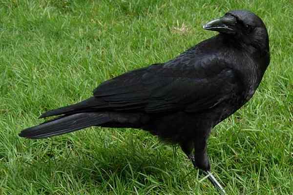Crow vs. Rabe
