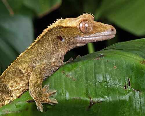 Unterschied zwischen einem Gecko und einer Eidechse