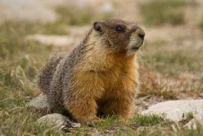 Diferencia entre una marmota y una marmita