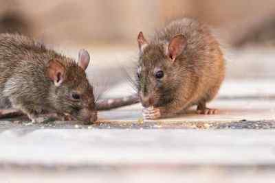 Diferencia entre una rata y un ratón
