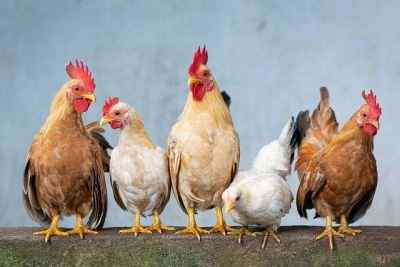 Perbezaan antara ayam jantan dan ayam