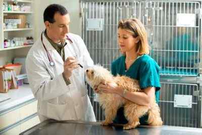 Unterschied zwischen einem Tierarzt und einem Tierarztassistenten