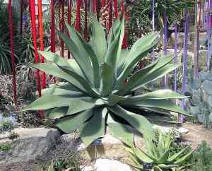 Diferencia entre agave y aloe