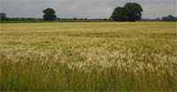 Unterschied zwischen Landwirtschaft und Gartenbau