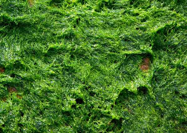 Diferencia entre algas y musgo