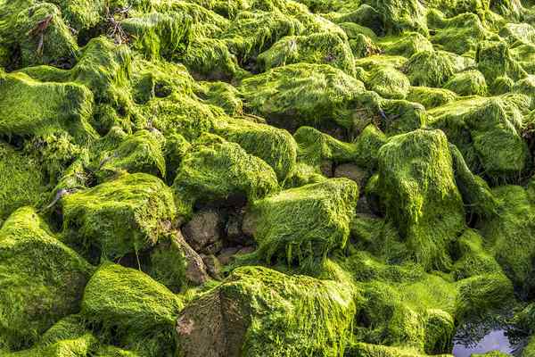 Unterschied zwischen Algen und Seetang