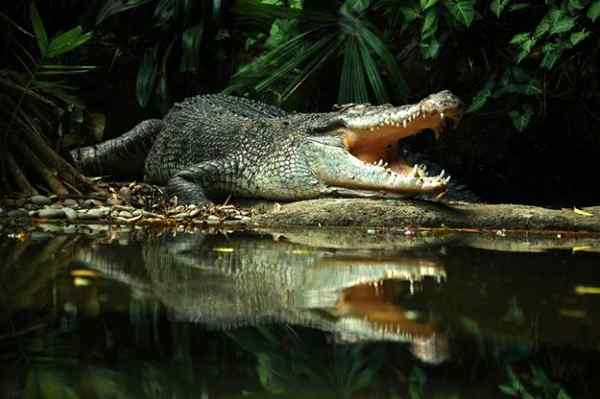 Différence entre l'alligator et le crocodile