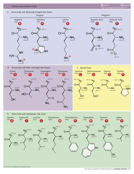 Diferencia entre aminoácidos y BCAA