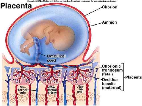 Diferencia entre amnion y corion