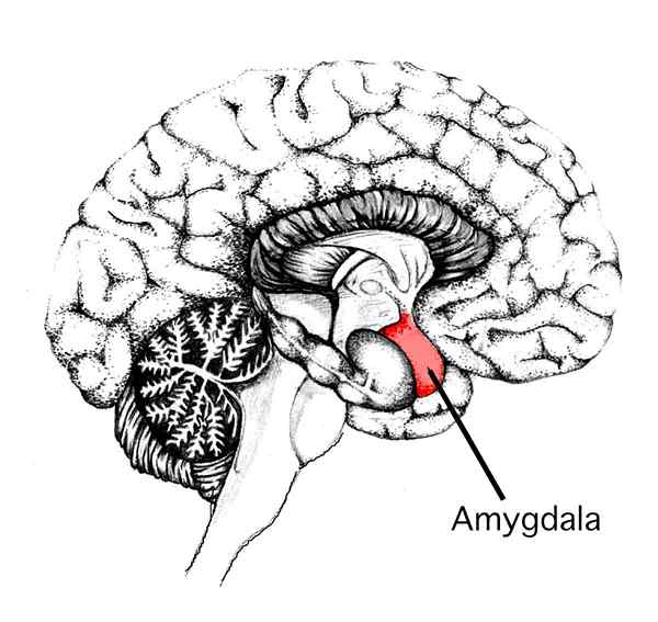 Différence entre amygdale et hypothalamus