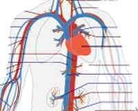 Diferencia entre aorta y arterias pulmonares