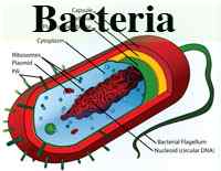 Perbezaan antara archaea dan bakteria