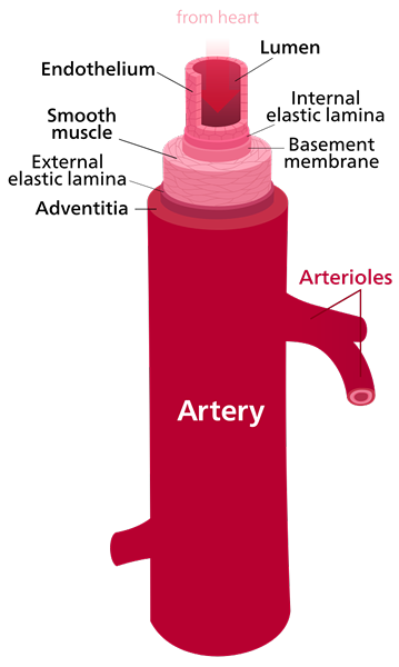 Unterschied zwischen Arterie und Vene