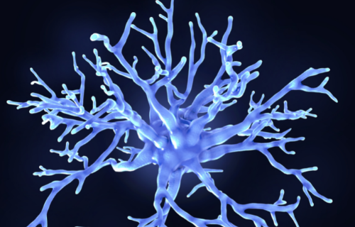 Perbezaan antara astrocyte dan microglia