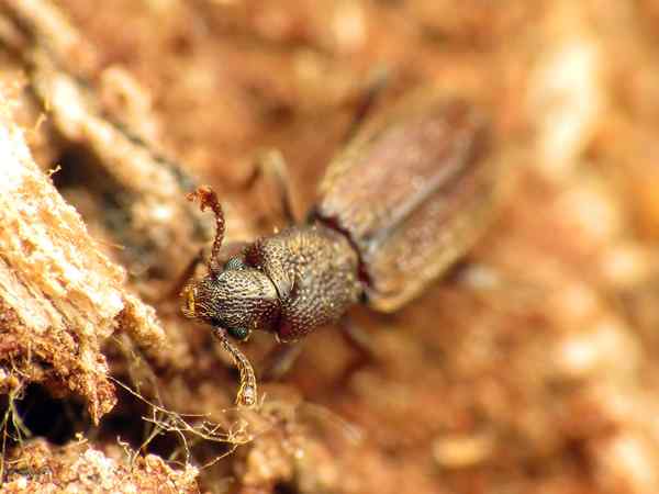 Perbedaan antara kumbang kulit dan rayap
