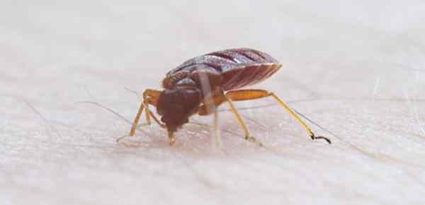 Diferencia entre Bedbug y Tick