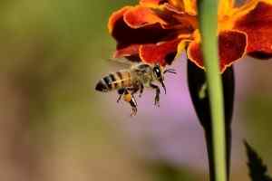 Diferencia entre abejas y moscas