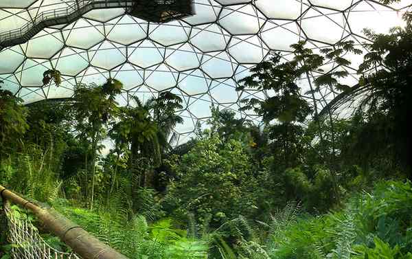 Différence entre le biome et l'écosystème