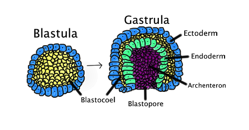 Différence entre la blastula et la gastrula