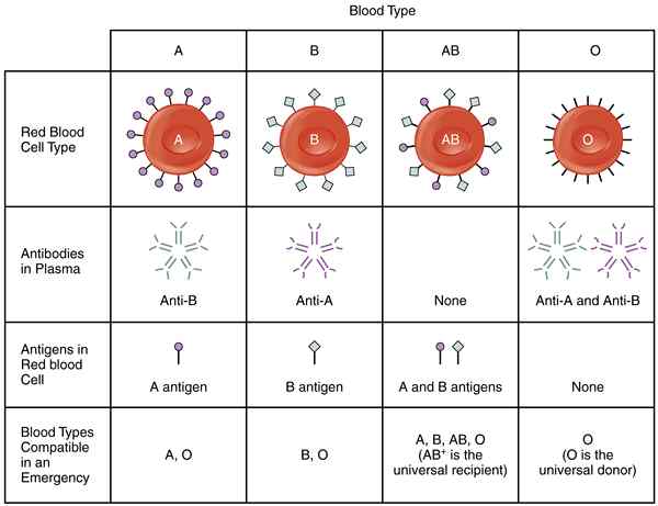 Perbedaan antara kelompok darah A, B, AB, dan O