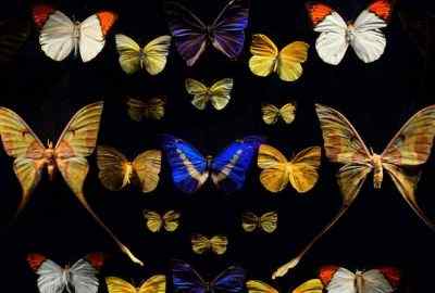Perbedaan antara kupu -kupu dan ngengat
