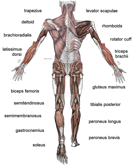 Différence entre les muscles cardio et les muscles squelettiques