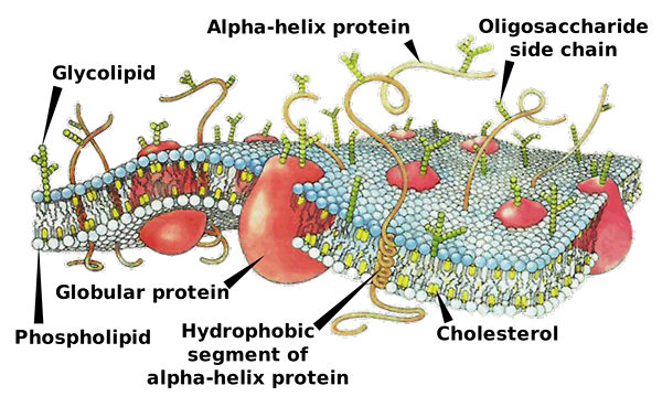 Différence entre la membrane cellulaire et la membrane plasmique