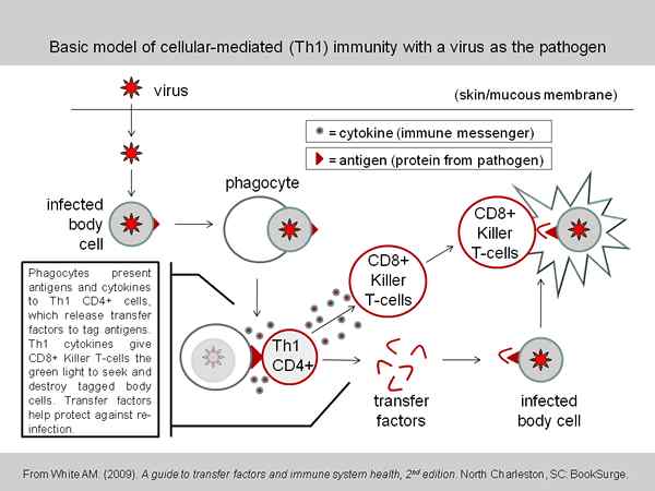 Différence entre l'immunité cellulaire et l'immunité du troupeau