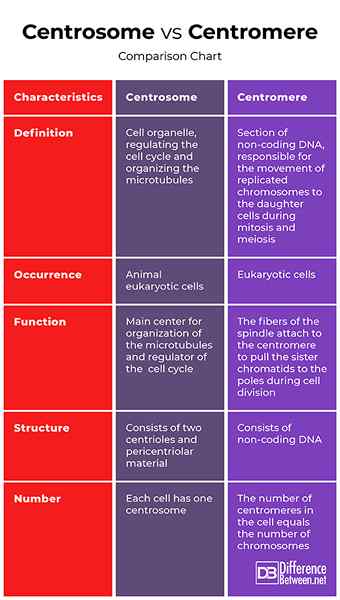 Diferencia entre centrosoma y centrómero