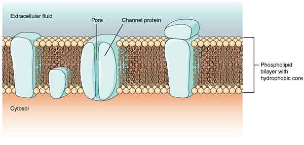 Diferencia entre las proteínas de canal y portador