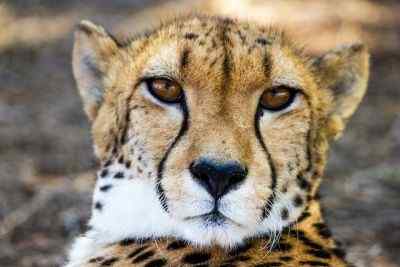Diferencia entre guepardos y leopardos