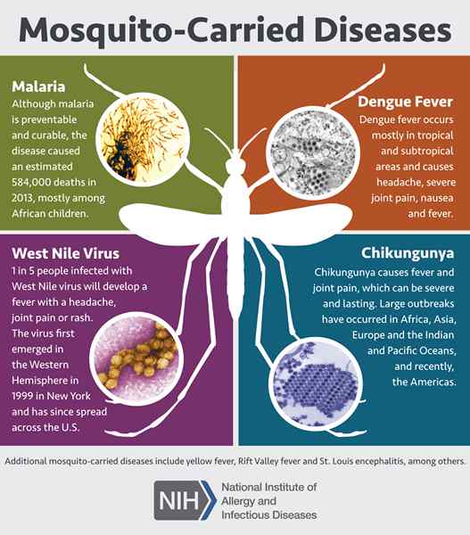 Diferencia entre Chikungunya y Dengue