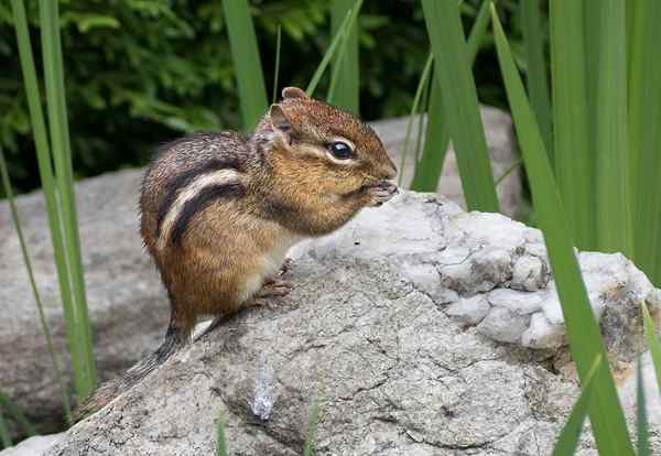 Unterschied zwischen Chipmunk und Gopher