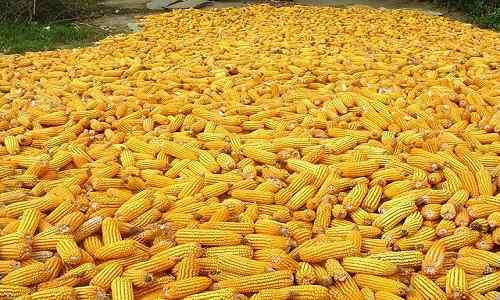 Różnica między kukurydzą a kukurydzą