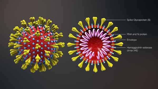 Unterschied zwischen Coronavirus und Kaltsymptomen