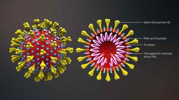 Perbezaan antara coronavirus dan SARS