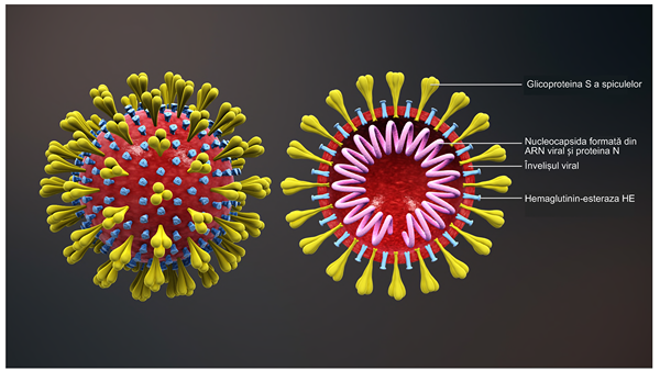 Unterschied zwischen Coronavirus gegen Grippe gegenüber Kalt gegen Allergien