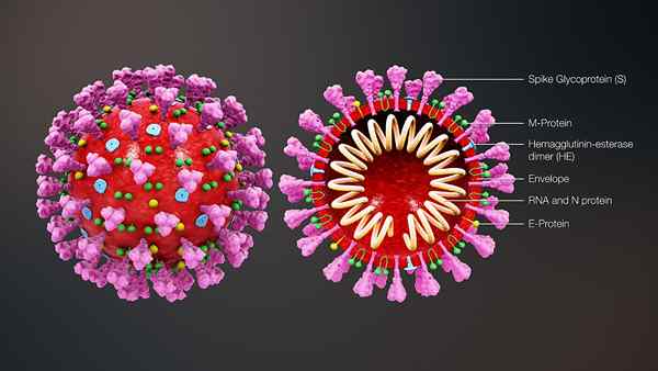 Perbezaan antara coronavirus - Alpha, Beta, Gamma, dan Delta