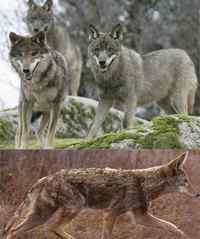 Différence entre coyote et loup