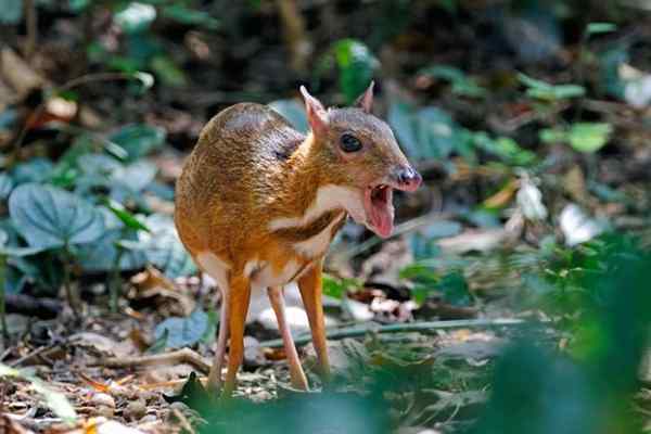 Perbezaan antara tikus rusa dan rusa tetikus