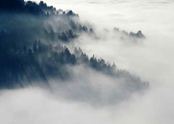 Różnica między rosą a mgłą