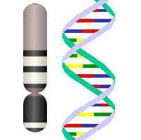 Différence entre l'ADN et le chromosome