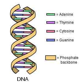 Perbedaan antara DNA dan gen