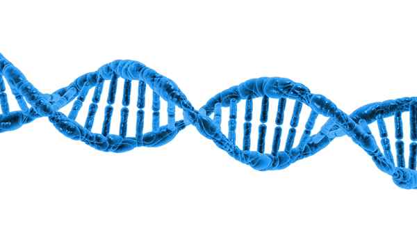 Différence entre l'ADN et la génétique